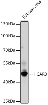 Western blot analysis of extracts of Rat pancreas using HCAR3 Polyclonal Antibody at 1:1000 dilution.