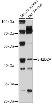 Western blot analysis of extracts of various cell lines using SH2D2A Polyclonal Antibody at 1:1000 dilution.