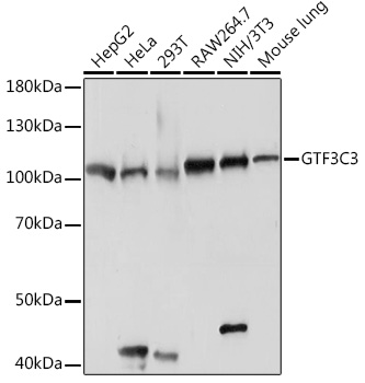 Western blot analysis of extracts of various cell lines using GTF3C3 Polyclonal Antibody at1:2000 dilution.