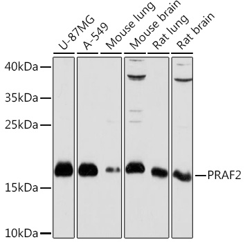 Western blot analysis of extracts of various cell lines using PRAF2 Polyclonal Antibody at1:1000 dilution.