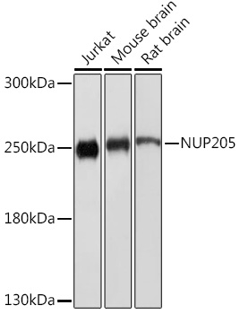 Western blot analysis of extracts of various cell lines using NUP205 Polyclonal Antibody at1:1000 dilution.