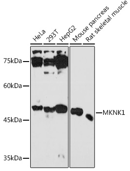 Western blot analysis of extracts of various cell lines using MKNK1 Polyclonal Antibody at 1:1000 dilution.