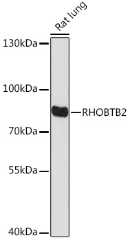 Western blot analysis of extracts of Rat lung using RHOBTB2 Polyclonal Antibody at 1:1000 dilution.