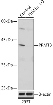 Western blot analysis of extracts from normal (control) and PRMT8 knockout (KO) 293T cells, using PRMT8 Polyclonal Antibody at 1:1000 dilution.