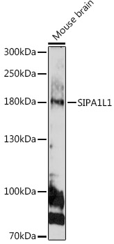 Western blot analysis of extracts of Mouse brain using SIPA1L1 Polyclonal Antibody at 1:1000 dilution.