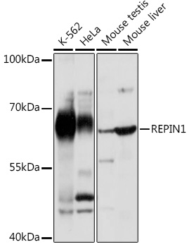 Western blot analysis of extracts of various cell lines using REPIN1 Polyclonal Antibody at1:1000 dilution.