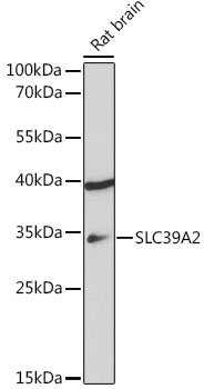 Western blot analysis of extracts of Rat brain using SLC39A2 Polyclonal Antibody at 1:1000 dilution.