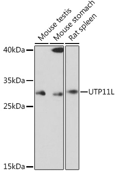 Western blot analysis of extracts of various cell lines using UTP11L Polyclonal Antibody at1:1000 dilution.