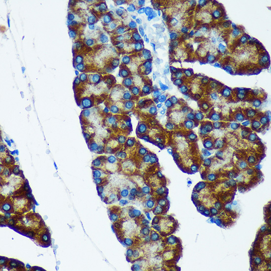 Immunohistochemistry of paraffin-embedded Rat pancreas using IER5 Polyclonal Antibody at dilution of 1:100 (40x lens).Perform microwave antigen retrieval with 10 mM PBS buffer pH 7.2 before commencing with IHC staining protocol.