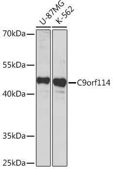 Western blot analysis of extracts of various cell lines using C9orf114 Polyclonal Antibody at1:1000 dilution.