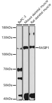 Western blot analysis of extracts of various cell lines using RASIP1 Polyclonal Antibody at 1:1000 dilution.