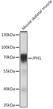 Western blot analysis of extracts of Mouse skeletal muscle using JPH1 Polyclonal Antibody at1:1000 dilution.