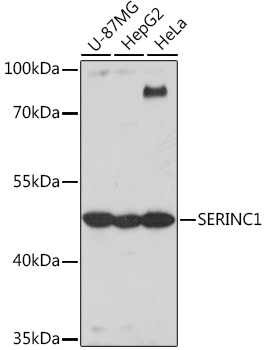 Western blot analysis of extracts of various cell lines using SERINC1 Polyclonal Antibody at1:1000 dilution.