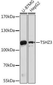 Western blot analysis of extracts of various cell lines using TSHZ3 Polyclonal Antibody at1:1000 dilution.