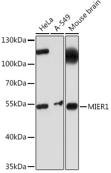 Western blot analysis of extracts of various cell lines using MIER1 Polyclonal Antibody at1:1000 dilution.