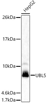 Western blot analysis of HepG2 using UBL5 Polyclonal Antibody at 1:1000 dilution.