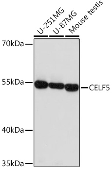 Western blot analysis of extracts of various cell lines using CELF5 Polyclonal Antibody at1:1000 dilution.