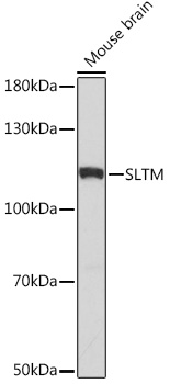 Western blot analysis of extracts of Mouse brain using SLTM Polyclonal Antibody at1:1000 dilution.