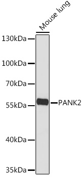 Western blot analysis of extracts of Mouse lung using PANK2 Polyclonal Antibody at1:1000 dilution.