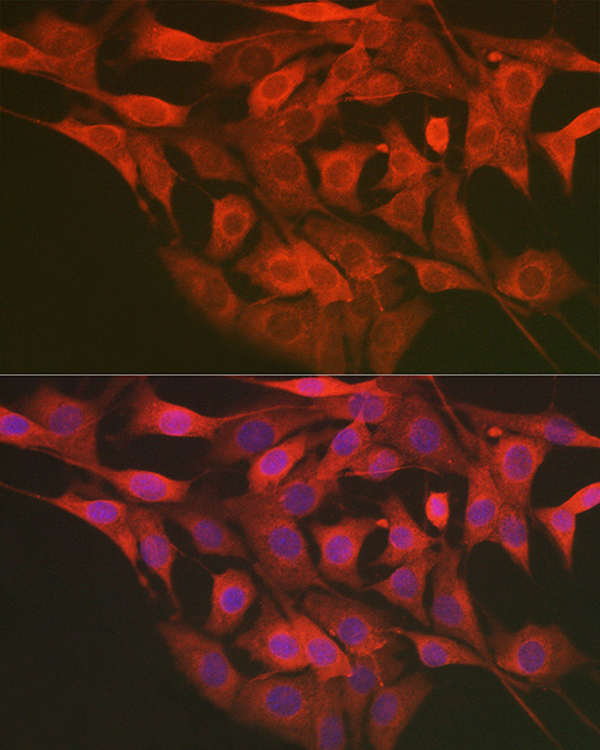 Immunofluorescence analysis of NIH/3T3 cells using LMAN2L Polyclonal Antibody at dilution of 1:200 (40x lens). Blue: DAPI for nuclear staining.