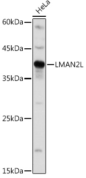 Western blot analysis of extracts of HeLa cells using LMAN2L Polyclonal Antibody at 1:1000 dilution.