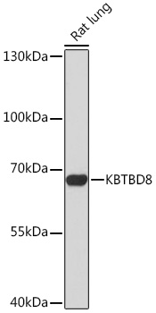 Western blot analysis of extracts of Rat lung using KBTBD8 Polyclonal Antibody at 1:1000 dilution.