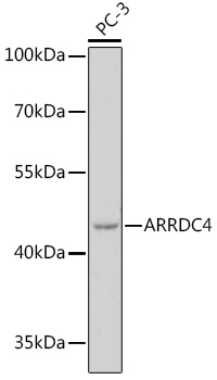 Western blot analysis of extracts of PC-3 cells using ARRDC4 pAb Polyclonal Antibody at1:1000 dilution.