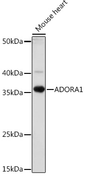 Western blot analysis of extracts of Mouse heart using ADORA1 Polyclonal Antibody at 1:1000 dilution.