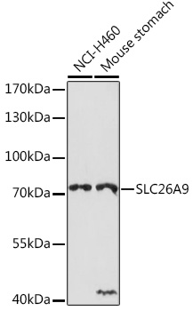 Western blot analysis of extracts of various cell lines using SLC26A9 Polyclonal Antibody at1:1000 dilution.