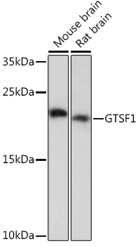 Western blot analysis of extracts of various cell lines using GTSF1 Polyclonal Antibody at1:1000 dilution.