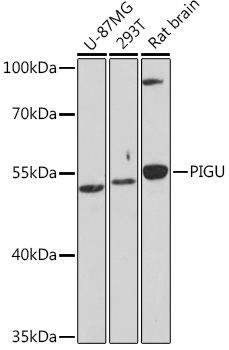 Western blot analysis of extracts of various cell lines using PIGU Polyclonal Antibody at1:1000 dilution.