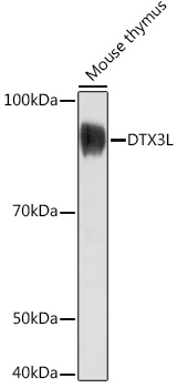 Western blot analysis of extracts of Mouse thymus using DTX3L Polyclonal Antibody at1:1000 dilution.