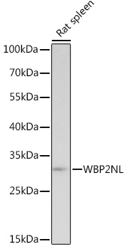 Western blot analysis of extracts of Rat spleen using WBP2NL Polyclonal Antibody at 1:1000 dilution.