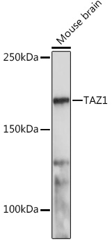 Western blot analysis of extracts of Mouse brain using TAZ1 Polyclonal Antibody at1:1000 dilution.