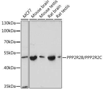 Western blot analysis of extracts of various cell lines using PPP2R2B/PPP2R2C Polyclonal Antibody at1:1000 dilution.