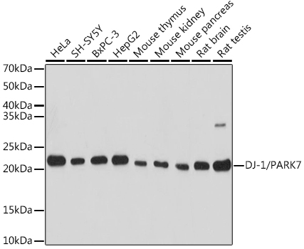 Western blot analysis of extracts of various cell lines using DJ-1/PARK7 Polyclonal Antibody at 1:1000 dilution.
