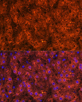 Immunofluorescence analysis of Human liver using ADH1A/ADH1B/ADH1C Polyclonal Antibody at dilution of 1:100. Blue: DAPI for nuclear staining.