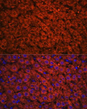 Immunofluorescence analysis of Rat liver using ADH1A/ADH1B/ADH1C Polyclonal Antibody at dilution of 1:100. Blue: DAPI for nuclear staining.