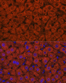 Immunofluorescence analysis of Mouse liver using ADH1A/ADH1B/ADH1C Polyclonal Antibody at dilution of 1:100. Blue: DAPI for nuclear staining.