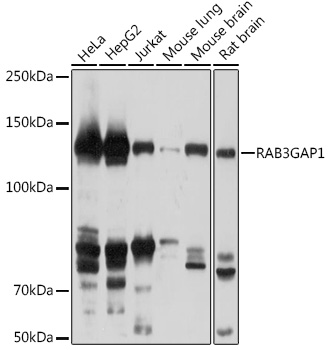 Western blot analysis of extracts of various cell lines using RAB3GAP1 Polyclonal Antibody at 1:1000 dilution.