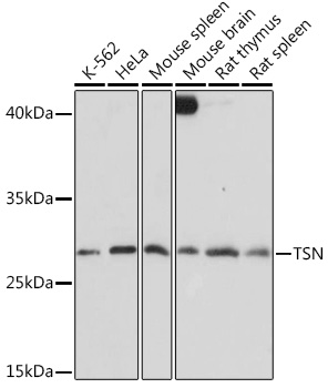 Western blot analysis of extracts of various cell lines using TSN Polyclonal Antibody at1:1000 dilution.