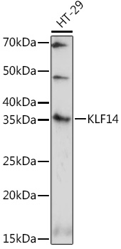 Western blot analysis of extracts of HT-29 cells using KLF14 Polyclonal Antibody at 1:1000 dilution.