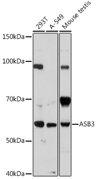Western blot analysis of extracts of various cell lines using ASB3 Polyclonal Antibody at 1:1000 dilution.