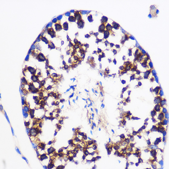 Immunohistochemistry of paraffin-embedded Mouse testis using PTGES Polyclonal Antibody at dilution of 1:100 (40x lens).Perform microwave antigen retrieval with 10 mM PBS buffer pH 7.2 before commencing with IHC staining protocol.