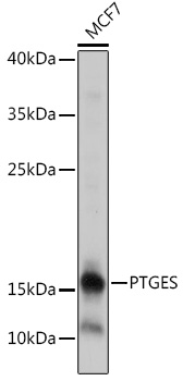 Western blot analysis of extracts of MCF7 cells using PTGES Polyclonal Antibody at 1:1000 dilution.