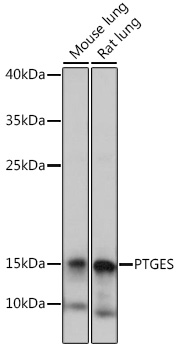 Western blot analysis of extracts of various cell lines using PTGES Polyclonal Antibody at 1:1000 dilution.