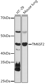 Western blot analysis of extracts of various cell lines using TM6SF2 Polyclonal Antibody at 1:1000 dilution.