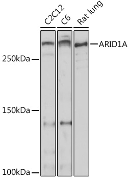 Western blot analysis of extracts of various cell lines using ARID1A Polyclonal Antibody at 1:500 dilution.