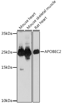 Western blot analysis of extracts of various cell lines using APOBEC2 Polyclonal Antibody at1:1000 dilution.