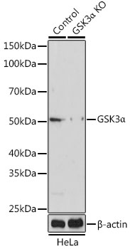 Western blot analysis of extracts from normal (control) and GSK3α knockout (KO) HeLa cells, using GSK3α Polyclonal Antibody at 1:500 dilution.